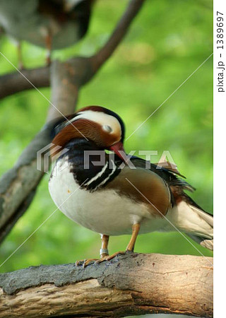 木の上で休む鴛鴦 木の上で休む鴛鴦 1389697
