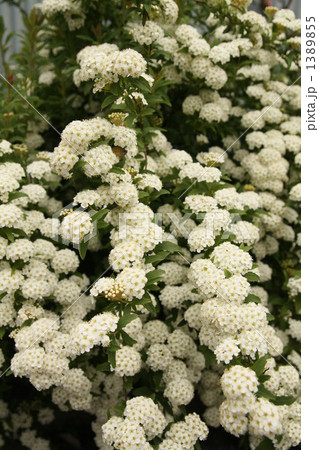 天使の階段 1389855