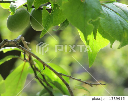 梅（冬至梅） 1389916