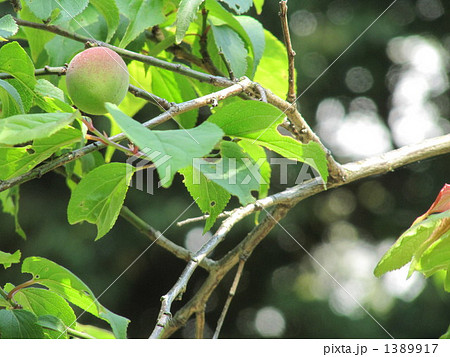 梅（大盃梅） 1389917