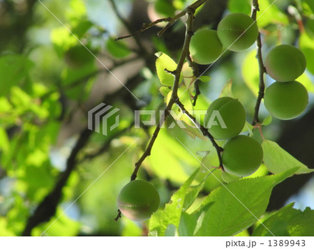 梅(豊後梅) 梅(豊後梅) 1389943