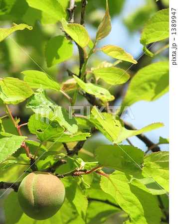 梅（豊後梅） 1389947