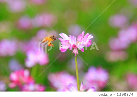 れんげ草とミツバチ れんげ草とミツバチ 1390374