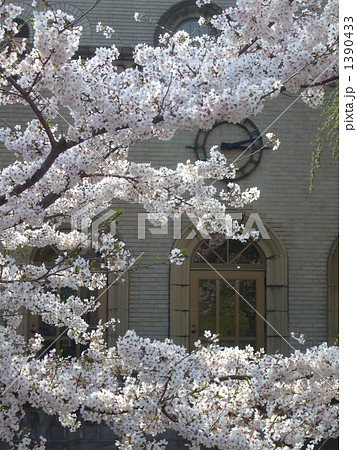 大岡山の桜 1390433