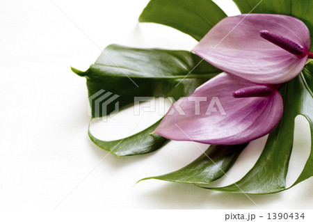 アンスリウム・プレビアとモンステラ アンスリウム・プレビアとモンステラ 1390434