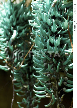 翡翠葛（ヒスイカズラ） 1390501