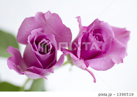 バラ・パープルレイン 1390519