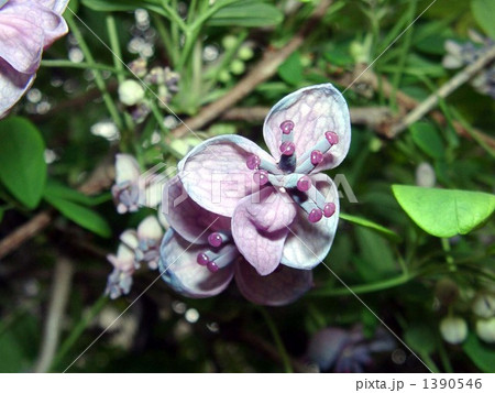 秋に紫色の実を付けるアケビの雌花 1390546