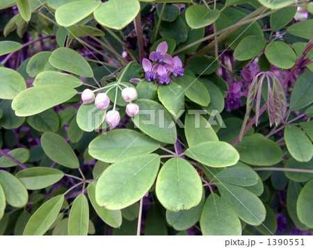 秋に紫色の実を付けるアケビの雄花 1390551