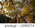 榛名湖畔の木々 榛名湖畔の木々 1390574