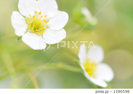 いちごの花 1390596