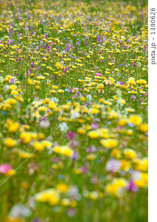 カラフルな花畑 前後ぼけ 縦の写真素材