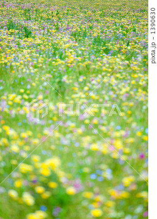 カラフルな優しいイメージの花畑(前ぼけ) カラフルな優しいイメージの花畑(前ぼけ) 1390630