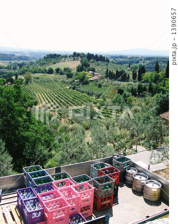 イタリアのオリーブ畑 1390657