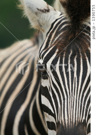 グラントシマウマ グラントシマウマ 1390755