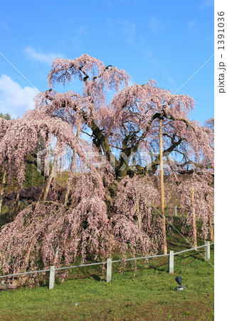 三春の滝桜 1391036
