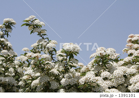 コデマリ スズカケ 植物 コデマリ スズカケ 植物 1391101