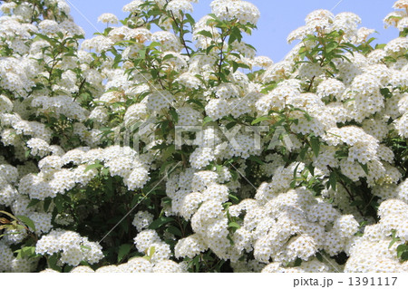 コデマリ スズカケ 植物 コデマリ スズカケ 植物 1391117