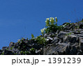 トウヤクリンドウ 1391239
