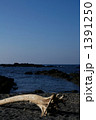 流木 1391250