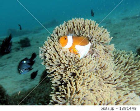 カクレクマノミとイソギンチャク カクレクマノミとイソギンチャク 1391448