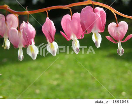 ハートの行列 ハートの行列 1391648