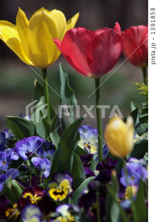 春の草花2 春の草花2 1391859