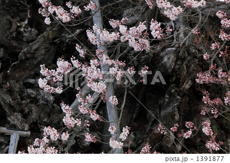 実相寺の神代桜 実相寺の神代桜 1391877
