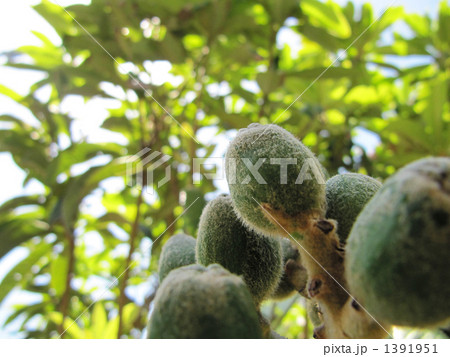 熟す前のビワ 1391951