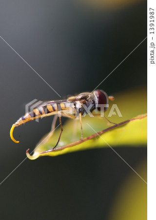 アブ アブ 1391987