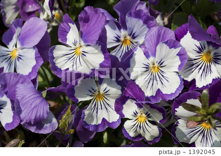パンジー 1392045