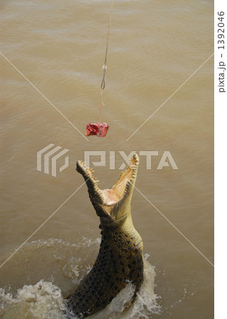 ジャンピングクロコダイル 1392046