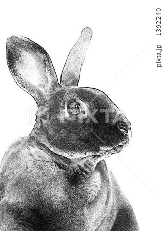 ウサギ ウサギ 1392240