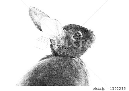 ウサギ ウサギ 1392256