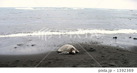 黒砂海岸のウミガメ 1392369