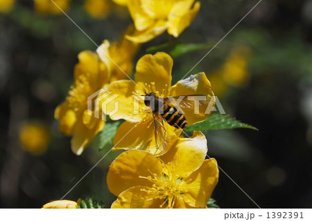 山吹に誘われて 1392391