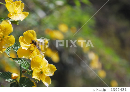 やまぶき匂ふ春 やまぶき匂ふ春 1392421