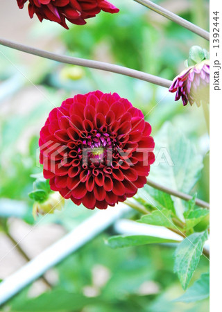 ダリア 1392444