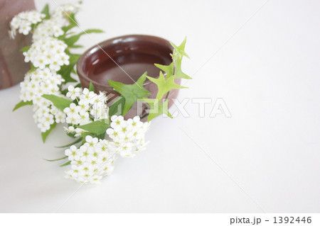 こでまり-08 こでまり-08 1392446