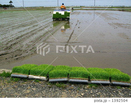 美味しいお米まってます～ 1392504