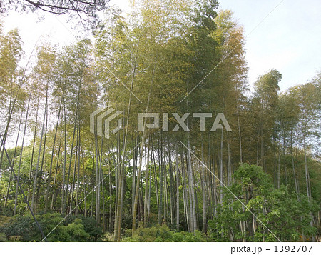 国営昭和記念公園　日本庭園 1392707