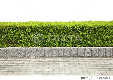 植栽 1392864