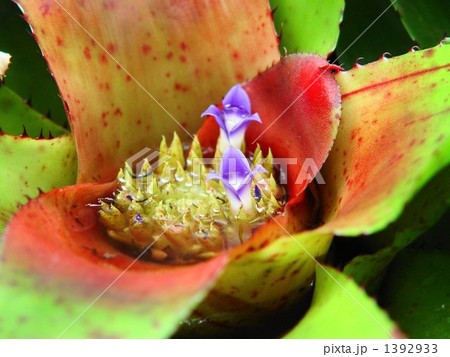 熱帯花　アナナス・パイナップル科10 1392933