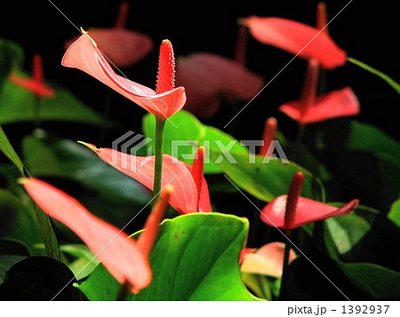 熱帯花 アンスリウム サトイモ科15の写真素材