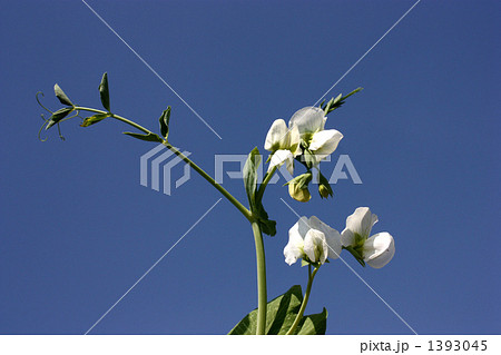 えんどう豆の花が咲いた、青空に白い花が可憐。 1393045