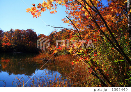 鎌池の秋 1393449