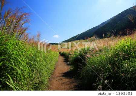 箱根仙石原のススキ 箱根仙石原のススキ 1393501