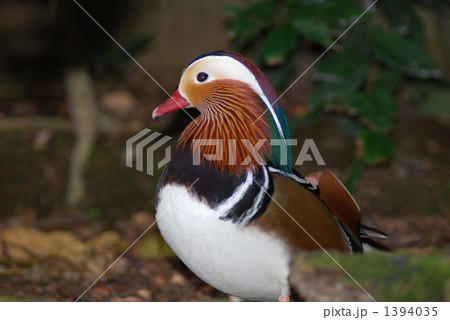 おしどり 1394035