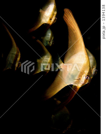 ツバメウオの幼魚 ツバメウオの幼魚 1394138