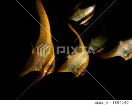ツバメウオの幼魚 ツバメウオの幼魚 1394140